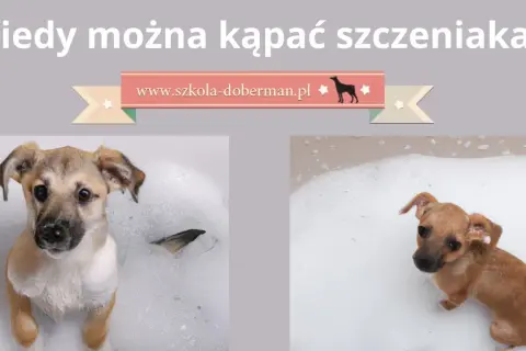 Bezpieczna kąpiel szczeniaka: Kiedy zacząć i jak się przygotować?