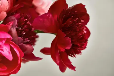 Närbild på röda och rosa pioner. Pionens blommor betydelse kan symbolisera kärlek och lycka.