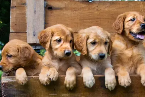 Ile karmy dla szczeniaka golden retriever - uniknij błędów w dawkowaniu