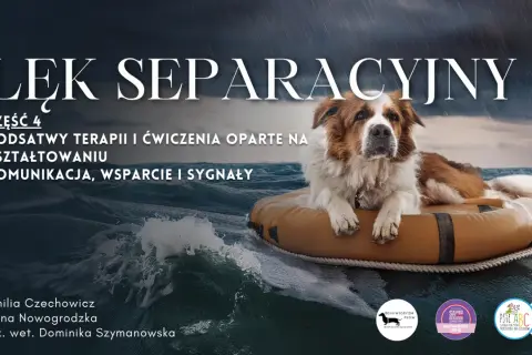 Jak szkolić szczeniaka? Przewodnik, by uniknąć chaosu i zbudować więź