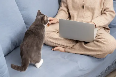 Szary kotek dostaje smakołyki od osoby pracującej przy laptopie. Czy to skutki uboczne dia dog'n cat?