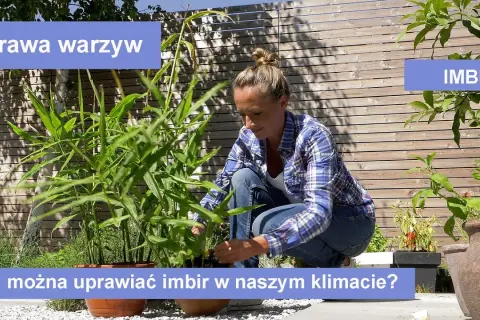 Jak uprawiać imbir: proste sposoby na zdrowe i obfite plony