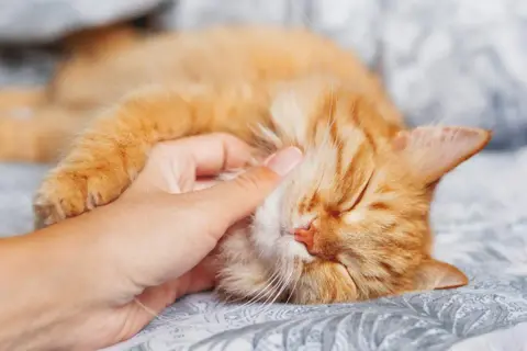 Un gato naranja duerme plácidamente mientras una mano le acaricia la cabeza. Se oye cómo mi gato ronca suavemente.