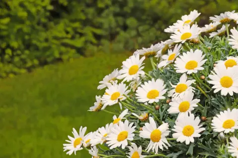 Winterharte Margeriten blühen üppig vor einem grünen Hintergrund.