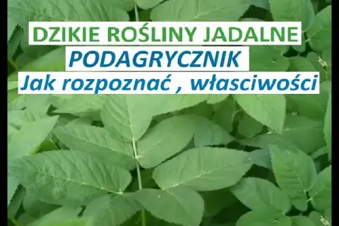 Jak rozpoznać podagrycznik? Kluczowe cechy i pułapki