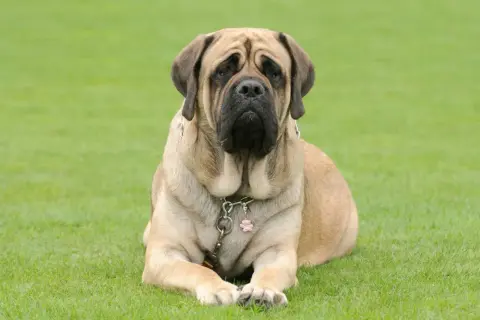 En stor, lugn mastiff hund ligger på en grön gräsmatta.