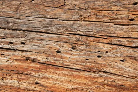 Texture d'un vieux bois vermoulu, marqué par le temps et les insectes. Les fibres du bois sont apparentes, révélant des trous et des fissures.