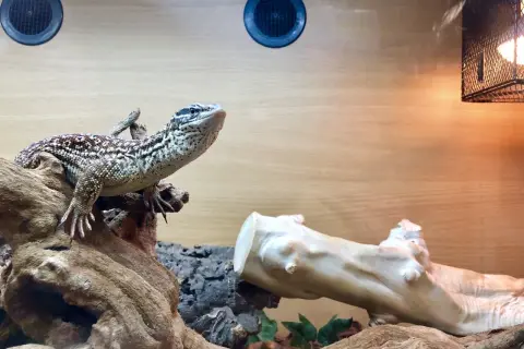 Jaszczurka w terrarium na gałęzi, obok żarówki grzewczej.