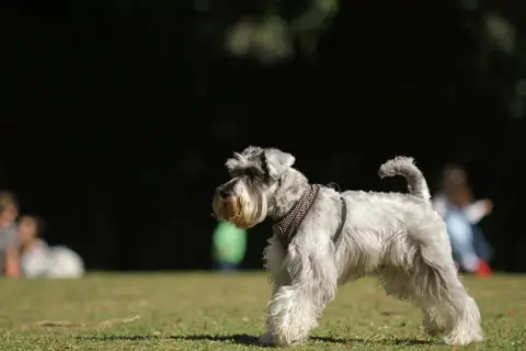 Un schnauzer miniatura, con su característico temperamento juguetón, pasea por el césped.