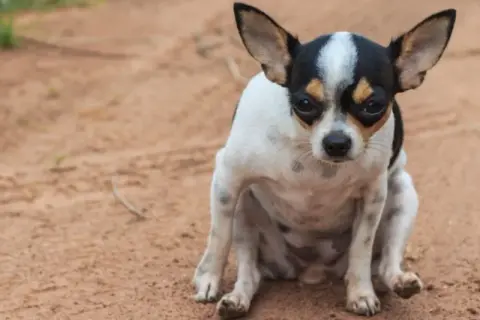 A small chihuahua sits on dirt, looking concerned. This posture might make you wonder why do dogs drag their butts, often a sign of anal gland issues.