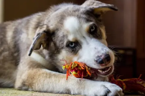 Ein Boxer Australian Shepherd Mix mit blauen Augen spielt mit einem bunten Seilspielzeug.