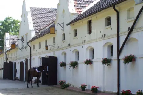 Najlepsze stadniny koni w Chorzowie - sprawdź oferty i opinie