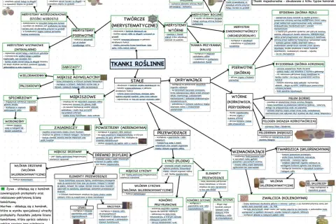 Schemat tkanki roślinne: rodzaje, funkcje, przykłady.