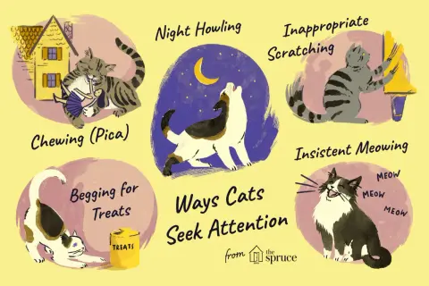 Illustration shows cats exhibiting behaviors like night howling, inappropriate scratching, chewing, begging for treats, and insistent meowing, all ways cats seek attention.