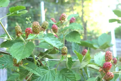 Grüne und rote Brombeeren reifen an einem Strauch. Ein guter Zeitpunkt, um Brombeeren zu vermehren.