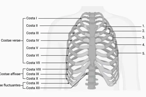 Schematische Darstellung der Anatomie des Brustkorbs mit Beschriftungen für Rippen (Costae) und Zwischenrippenräume (ICR).