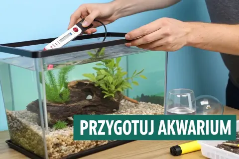 Przygotowanie akwarium: wybór odpowiedniego podłoża, umieszczenie grzałki i dekoracji.