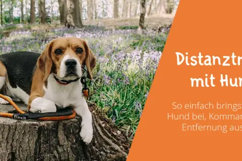 Beagle liegt im Wald auf einem Baumstumpf. Das Bild thematisiert hundeerziehung ohne stress und Distanztraining.
