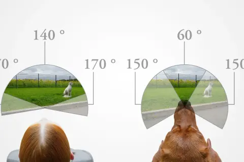 Vergleich, wie sehen Hunde: Ein Mensch (links) und ein Hund (rechts) blicken auf eine Szene mit einem Hund. Die Sichtfelder sind als Bögen mit Gradzahlen dargestellt.