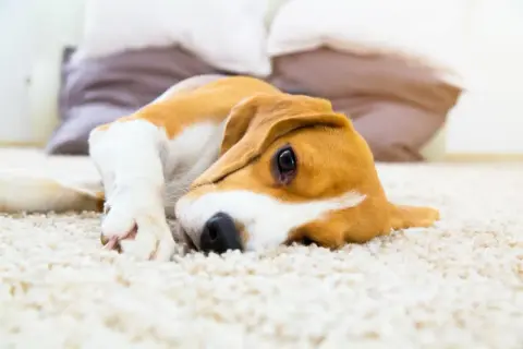 Uroczy beagle leży na dywanie, marząc o smakołykach bez ksylitolu dla psa.