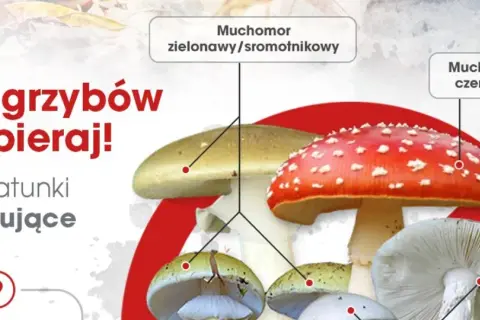 Zatrucie grzybami: objawy i pierwsza pomoc, gdy liczy się każda minuta