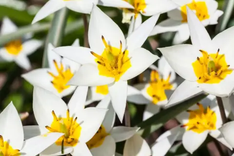 Białe tulipany odmiany z jaskrawożółtym środkiem, tworzące wiosenną kompozycję.