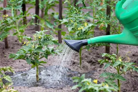 Jakie nawozy naturalne pod pomidory? Sekrety dużych zbiorów!