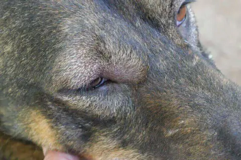 Mi perro tiene un ojo cerrado y lloroso. Busco remedios caseros para aliviar su malestar.