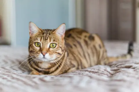 Piękny kot bengalski leży na kocu. Jego zielone oczy i pręgowane futro świadczą o jego dzikim pochodzeniu. Mowa ciała kota jest spokojna i zrelaksowana.