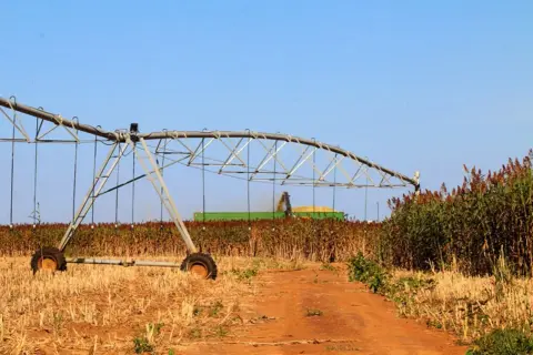 Champ de sorgho sucrier en récolte, avec une moissonneuse-batteuse et un système d'irrigation en premier plan.