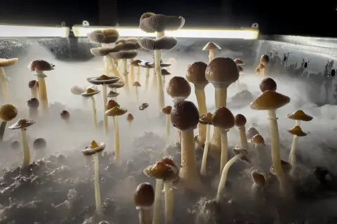 Grzyby psylocybinowe: Jak bezpiecznie? Wiedza z Hyperreal