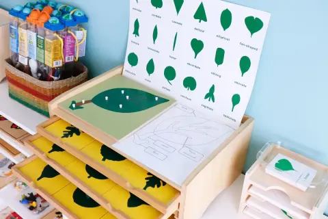Materiales educativos que exploran la botánica, mostrando la diversidad de formas de hojas. Un ejemplo de cómo es Montessori: aprendizaje práctico y visual.