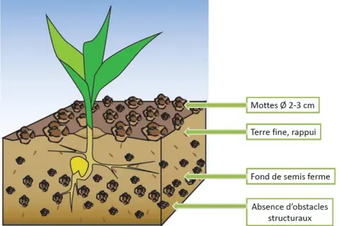 Illustration d'un jeune plant de colza avec ses racines, montrant la profondeur de semis idéale : terre fine, rappuyée, sans obstacles structuraux.