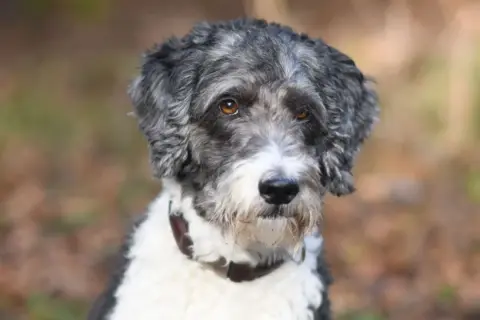 Ein neugieriger Goldendoodle Australian Shepherd Mix mit grau-weißer Lockenpracht und bernsteinfarbenen Augen blickt in die Kamera.