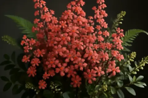 En bukett med små, korallfärgade blommor och gröna blad. Vissa sorter av alunrot är giftiga.
