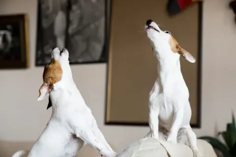 Two dogs howl at unseen sirens, their heads tilted back. This image captures the mystery of why do dogs howl at sirens.