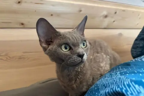 Gdzie znaleźć devon rex za darmo? Adopcja i oferty w Lublinie