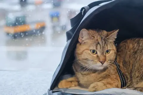 Kot w transporterze czeka na swój paszport dla kota, gotowy do podróży.