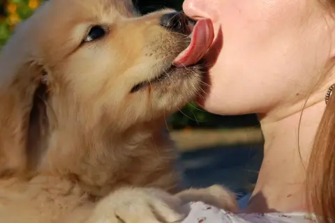 Un tierno cachorro golden retriever lame la nariz de una persona. Es una muestra de afecto, una pregunta de "porque mi perro me lame".
