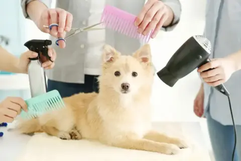 Pazury psa: weterynarz, groomer czy dom? Kiedy do specjalisty?