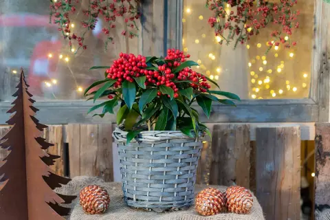 Piante natalizie da esterno con bacche rosse brillanti, in un cesto grigio, accanto a pigne e un albero di metallo. Luci soffuse sullo sfondo.