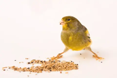 Un canario amarillo picotea semillas, mostrando qué comen los canarios.