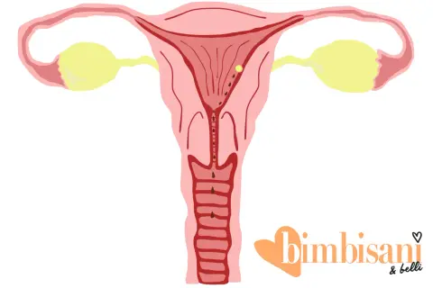Utero con ovulo e tracce di sangue, possibile inizio di gravidanza o ovulazione.