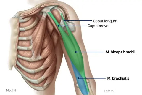 Muskelansicht des Oberarms: M. biceps brachii (grün) über dem M. brachialis (blau). Rippen und Schulterknochen sichtbar.