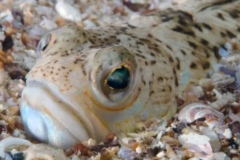 Nahaufnahme eines getarnten Fisches im Sand. Seine Augen sind wachsam, ein Hinweis auf giftige Fische, die im Riff lauern.