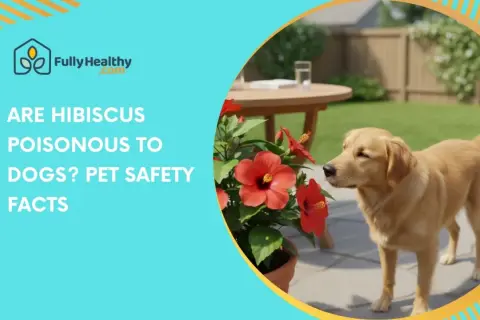 A golden retriever sniffs a potted hibiscus plant in a backyard. Text asks: "ARE HIBISCUS POISONOUS TO DOGS? PET SAFETY FACTS.