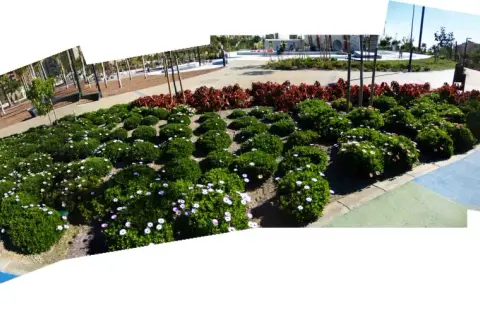 Un paseo por una zona verde en Almería, con arbustos floridos y palmeras.