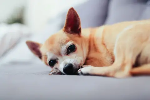 Mały piesek chihuahua leży smutny, pies się trzęsie i ma podkulony ogon.