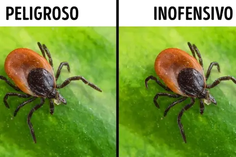 La garrapata más peligrosa: enfermedades y riesgos para la salud humana