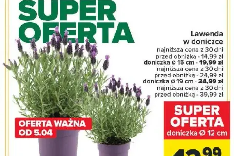 Gdzie kupić lawendę w doniczce? Najlepsze opcje i ceny online